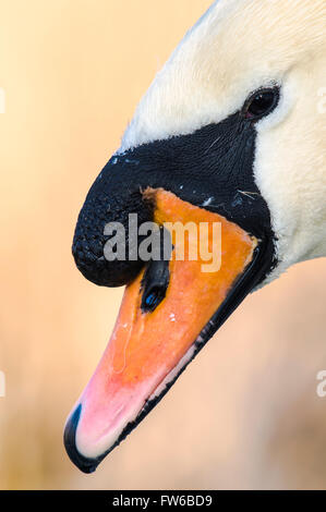 Nahaufnahme von einem männlichen Höckerschwan Stockfoto