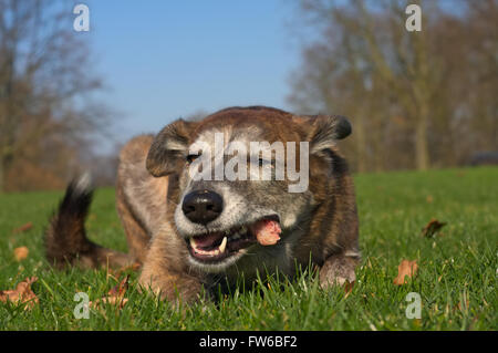 Hund frisst eine Kaninchen Karkasse Stockfoto