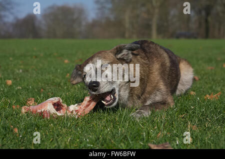 Hund frisst eine Kaninchen Karkasse Stockfoto