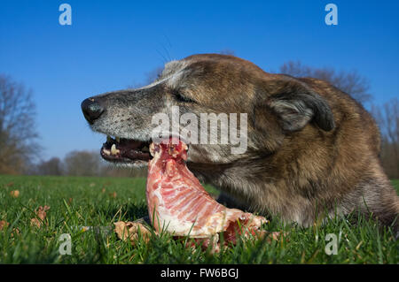 Hund frisst eine Kaninchen Karkasse Stockfoto