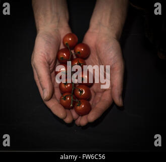 Eine Reihe von schönen frischen Bio Rebe reife Tomaten statt über einen schwarzen Hintergrund. Stockfoto
