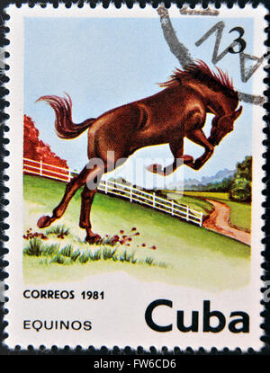 Kuba - ca. 1981: Eine Briefmarke gedruckt in Kuba zeigt eine Pferd, ca. 1981 Stockfoto