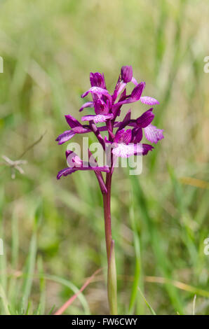 Hybrid-wilde Orchidee Orchis X gennarii (Orchis Champagneuxii X papilionacea), Andalusien, Spanien. Stockfoto