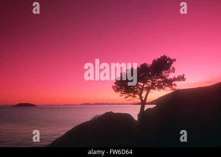 Silhouette eines Baumes auf einer felsigen Küste bei Sonnenuntergang, Whytecliff Park, Horseshoe Bay, Vancouver, Britisch-Kolumbien, Kanada Stockfoto