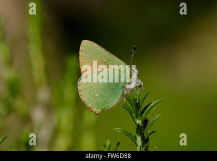 Grüner Zipfelfalter Callophrys Rubi, Schmetterling auf Thymian, Thymus Vulgaris, Andalusien, Spanien. Stockfoto