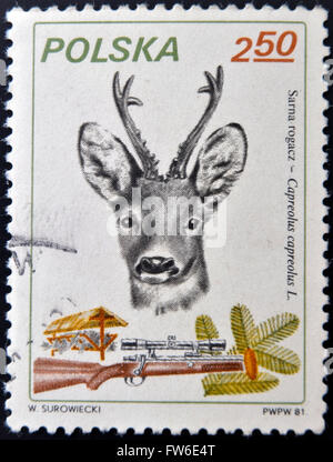 Polen - ca. 1981: Eine Briefmarke gedruckt in Polen zeigt Rotwild und Gewehr, ca. 1981. Stockfoto