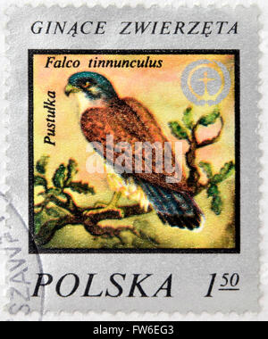 POLSKA - ca. 1975: A Briefmarke gedruckt in Polen zeigt Bild des Vogels Kestrel-'Falco Tinnunculus", ca. 1975 Stockfoto