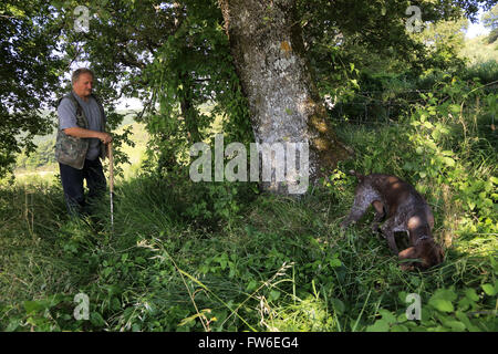 Ein Trüffeljäger mit seinem Hund auf der Suche nach Trüffeln in Wäldern, Gubbio, Umbrien, Italien Stockfoto