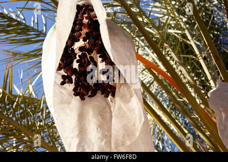 Datum-Anbau auf dem China Ranch Datum Bauernhof, Tecopa, Kalifornien, USA Stockfoto