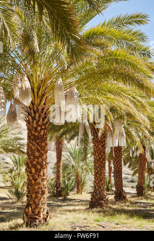 Datum-Anbau auf dem China Ranch Datum Bauernhof, Tecopa, Kalifornien, USA Stockfoto