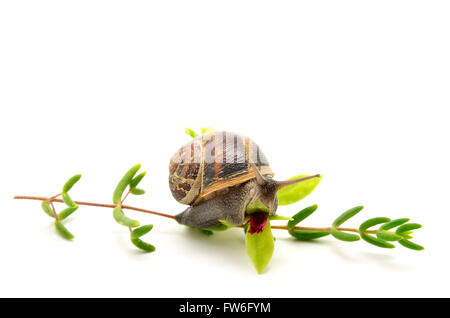 Schnecke auf grünen Zweig und Blume Stockfoto