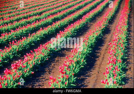 Feld mit Reihen von roten Tulpen, Skagit Valley, Washington, Vereinigte Staaten von Amerika Stockfoto