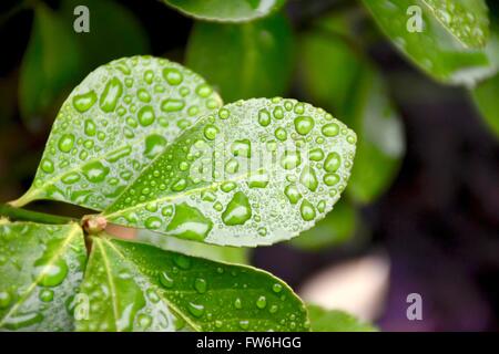 Grüne Pflanze Blätter mit Wasser Perlen. Stockfoto