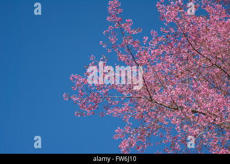 Himalayan Wildkirsche und blauer Himmel Stockfoto