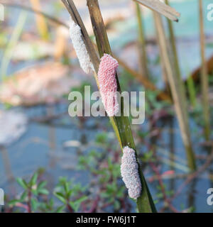 Goldener Apfel Schnecke Eiern Stockfoto