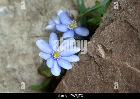 Leberbluemchen; Leberblümchen; Nobilis Stockfoto