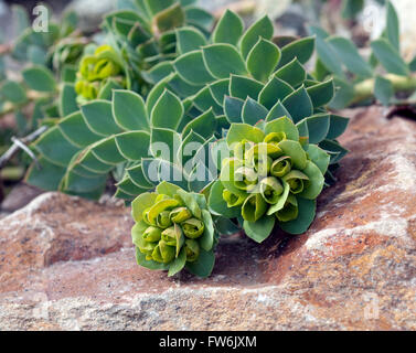 Walzen-Wolfsmilch, Euphorbia, myrsinites Stockfoto