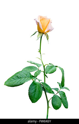 gelbe Rose isoliert auf weißem Hintergrund Stockfoto