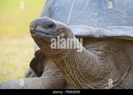 Aldabra-Riesenschildkroeten (Geochelone Gigantea), Endemisch, Insel Curieuse, Seychellen Stockfoto