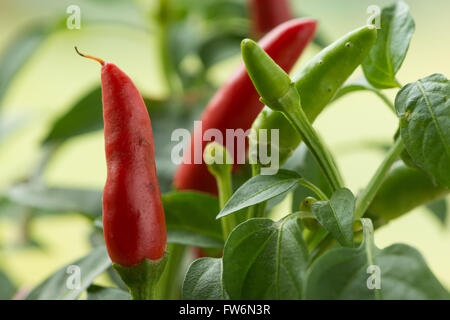 leuchtend rot, heiß Reife Chilischoten extrem heiß zum kochen Curry würzen Mahlzeiten Capsicum annuum Stockfoto