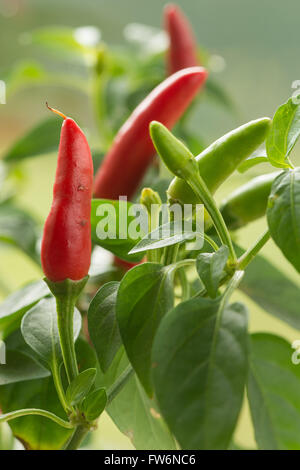 leuchtend rot, heiß Reife Chilischoten extrem heiß zum kochen Curry würzen Mahlzeiten Capsicum annuum Stockfoto