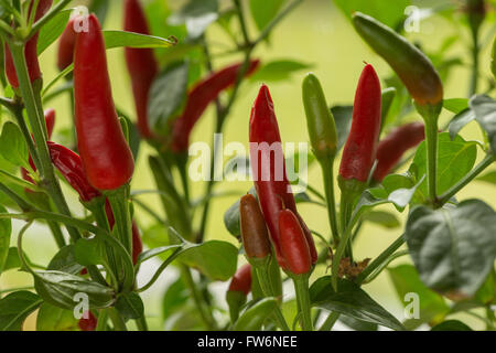 leuchtend rot, heiß Reife Chilischoten extrem heiß zum kochen Curry würzen Mahlzeiten Capsicum annuum Stockfoto