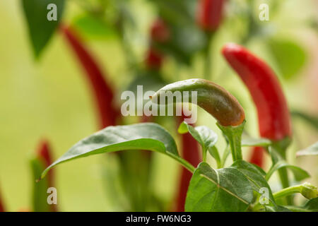 leuchtend rot, heiß Reife Chilischoten extrem heiß zum kochen Curry würzen Mahlzeiten Capsicum annuum Stockfoto