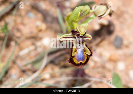 Eine Spiegel-Orchidee fotografiert in Portugal Stockfoto