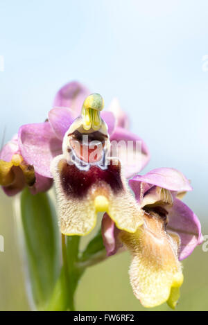 Eine Blattwespen Orchidee in Portugal Stockfoto