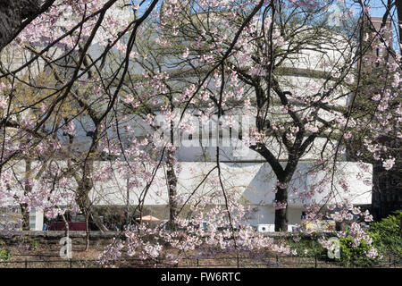 Guggenheim Museum Außen im Frühjahr als vom Central Park, NYC gesehen Stockfoto