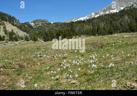 Blühende Wiese in der andorranischen Alpental Stockfoto