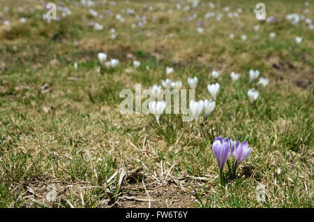 Alpine Krokusse in der Alm Stockfoto