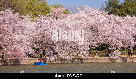 WASHINGTON, DC, USA - Menschen genießen Kirschbäume Blüten am Tidal Basin. Stockfoto