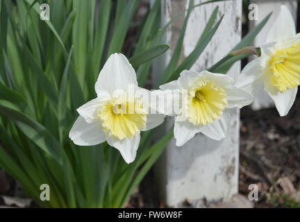 Post ein Bild von drei voll blühten weiße Narzissen mit einem einzigen weißen Zaun im Hintergrund. Stockfoto