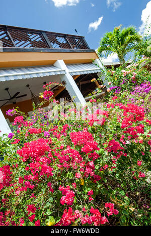 Blumen, Inn auf der blauen Horizont, Vieques, Puerto Rico Stockfoto