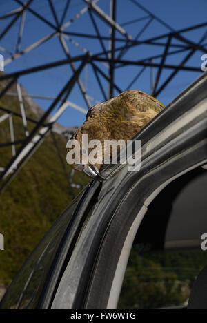 New Zealand alpine Papagei, der Kea, Nestor Notabilis, Kommissionierung auf den Belag auf einer Autotür am Arthurs Pass Nationalpark Stockfoto