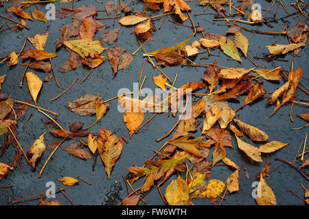Herbstlaub auf nassen schwarzen asphaltierte Fußweg Stockfoto