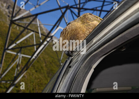 New Zealand alpine Papagei, der Kea, Nestor Notabilis, Kommissionierung auf den Belag auf einer Autotür am Arthurs Pass Nationalpark Stockfoto