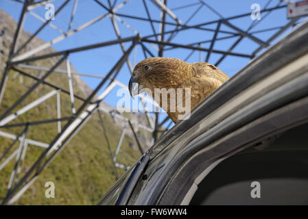 New Zealand alpine Papagei, der Kea, Nestor Notabilis, sitzt auf einem Auto am Arthurs Pass, zur Freude der Touristen Stockfoto