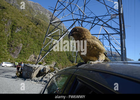 New Zealand alpine Papagei, der Kea, Nestor Notabilis, sitzt auf einem Auto am Arthurs Pass Nationalpark, zur Freude der Touristen Stockfoto