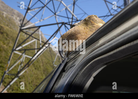 New Zealand alpine Papagei, der Kea, Nestor Notabilis, Kommissionierung auf den Belag auf einer Autotür am Arthurs Pass Nationalpark Stockfoto