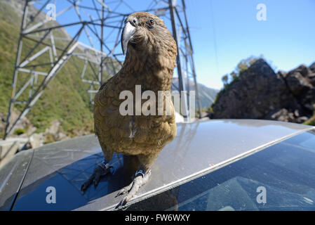 New Zealand alpine Papagei, der Kea, Nestor Notabilis, sitzt auf einem Auto am Arthurs Pass Nationalpark, zur Freude der Touristen Stockfoto