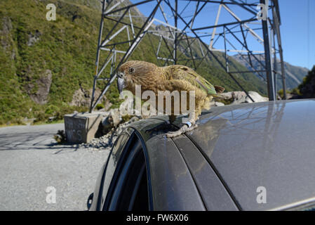 New Zealand alpine Papagei, der Kea, Nestor Notabilis, sitzt auf einem Auto am Arthurs Pass Nationalpark, zur Freude der Touristen Stockfoto