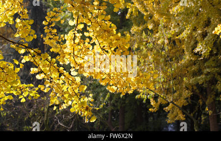 Der Wald der gelbe Ginkgo Baum leaf(leaves) closeup Stockfoto