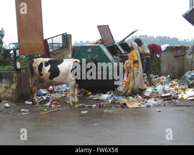 Kuh, Bettler und Hund alles nachhaltig durch Müllcontainer in McLeod Ganj Indien Stockfoto