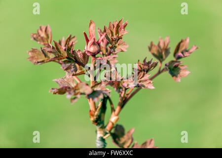 Baum Pfingstrose Paeonia suffruticosa, Neu Laub Austrieb im Frühjahr, Pfingstrose Blätter Stockfoto