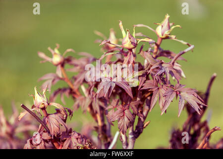 Baum Pfingstrose Paeonia suffruticosa, Neu Laub Austrieb im Frühjahr, Pfingstrose Blätter Stockfoto