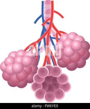 Illustration des menschlichen Alveolen Struktur Anatomie Stock Vektor