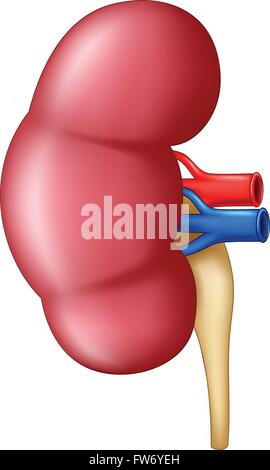 Anatomie der menschlichen Niere isoliert auf weißem Hintergrund Stock Vektor