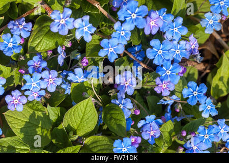 Blue eyed Mary, Omphalodes Verna, Navelwort Stockfoto